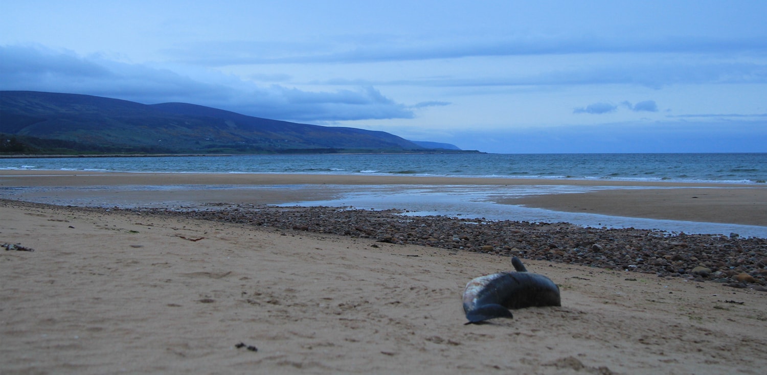 Scottish Marine Animal Stranding Scheme