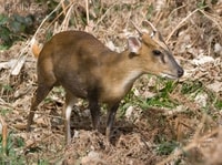 Muntjac Deer (Muntiacus species) - © Crown Copyright 2009 GBNNSS