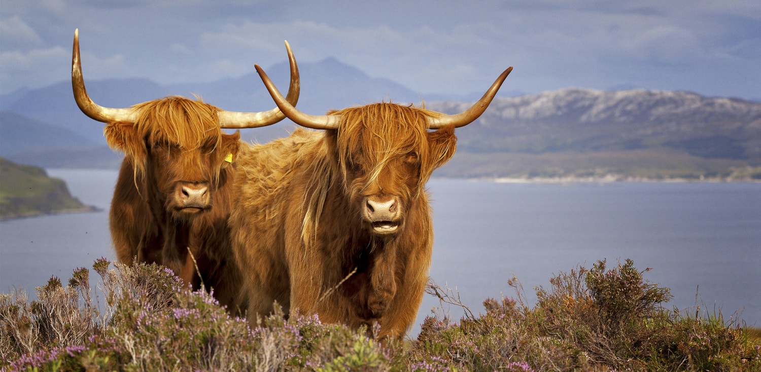 Highland Cows