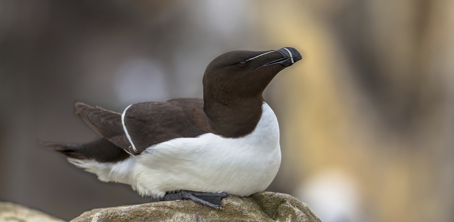 Razorbill