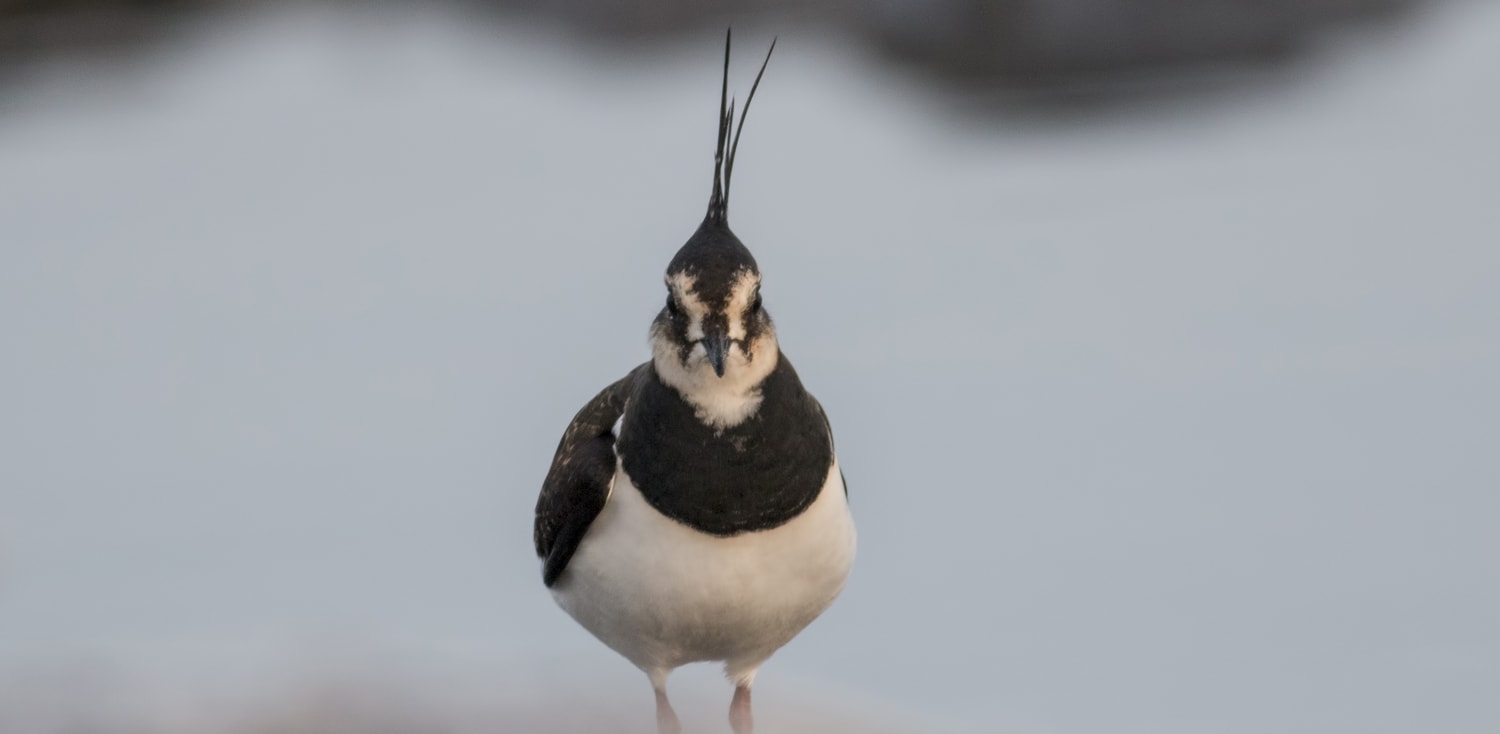 Lapwing