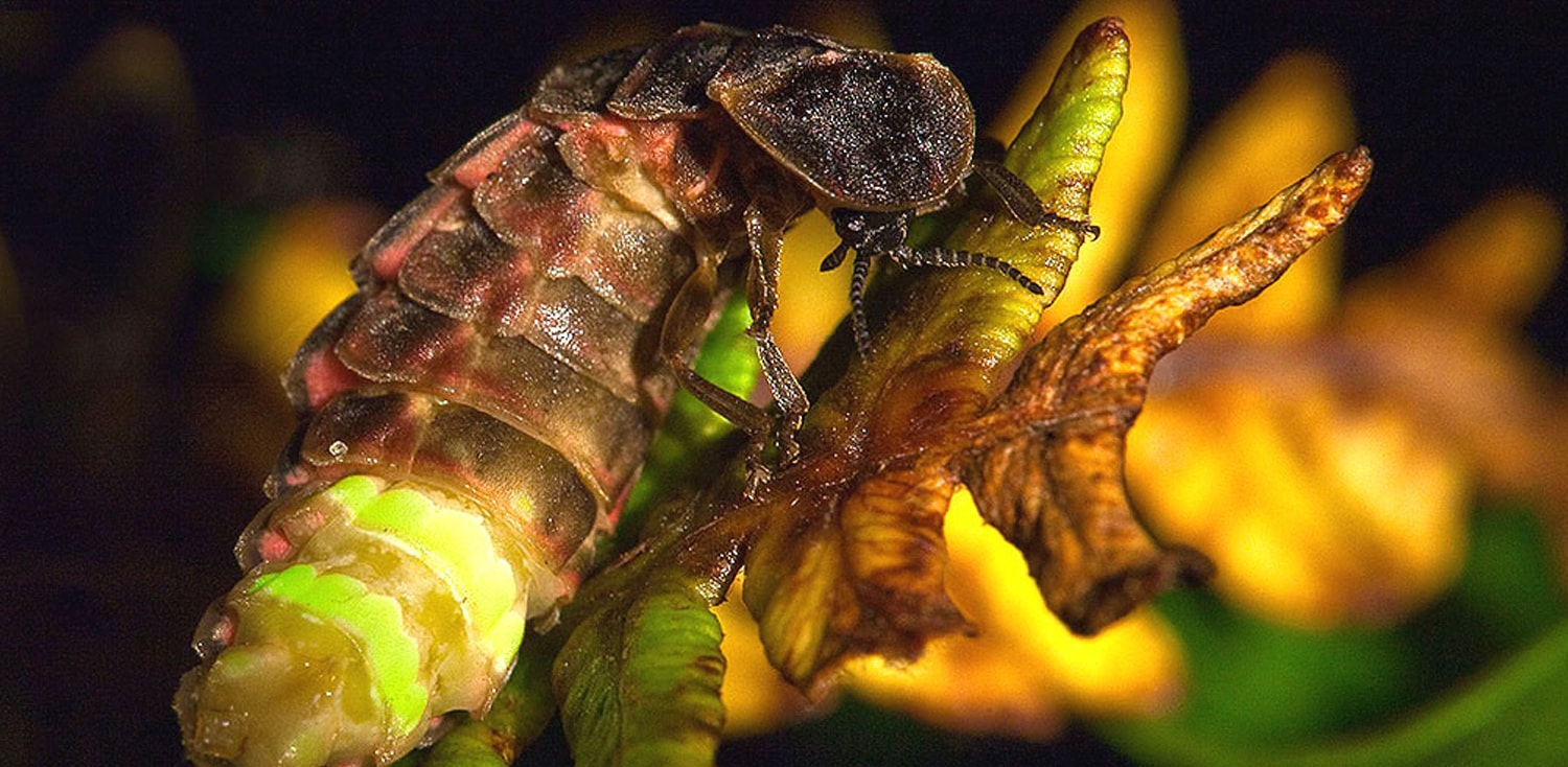 Spotting Glow Worms