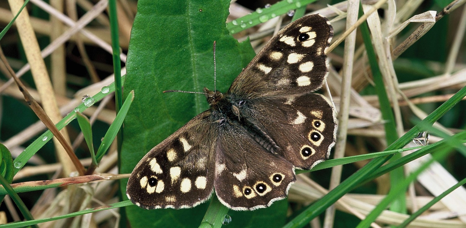 Speckled wood butterfly