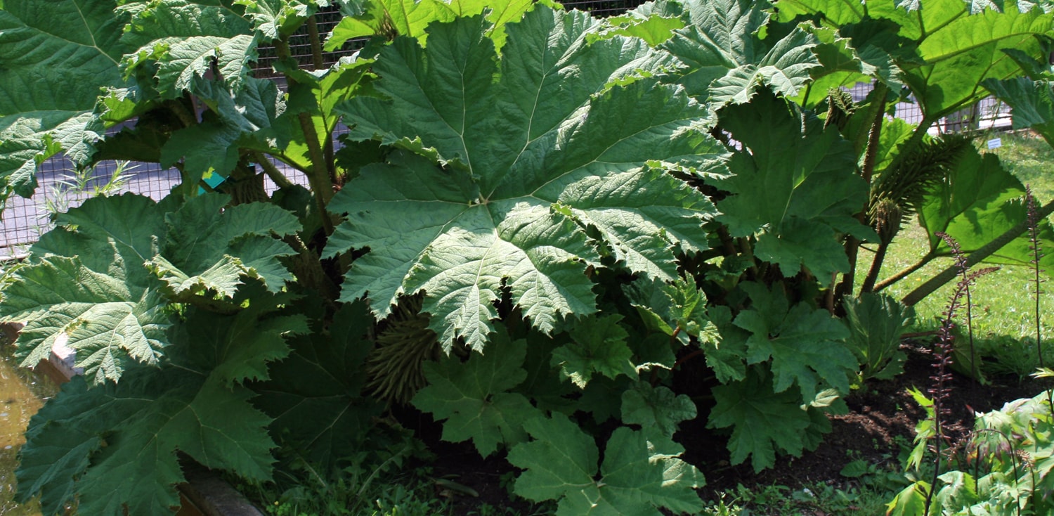 Gunnera Eradication