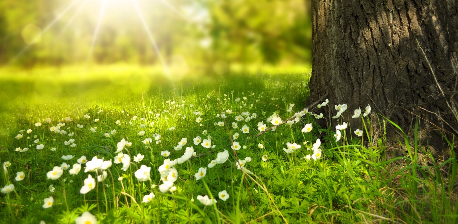 spring meadow