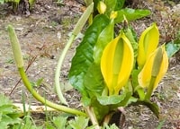 American Skunk Cabbage (Lysichiton americanus) - © Crown Copyright 2009 GBNNSS