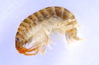 Killer Shrimp (Dikerogammarus villosus) - © Copyright Environment Agency