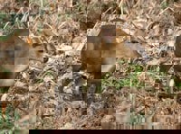 Muntjac Deer (Muntiacus species) - © Crown Copyright 2009 GBNNSS