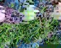 New Zealand Pigmyweed (Crassula helmsii) - © Crown Copyright 2009 GBNNSS