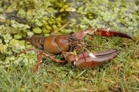 North American Signal Crayfish (Pacifastacus lenisculus) - © Copyright Trevor Renals