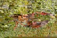 Signal Crayfish (Pacifastacus lenisculus) - © Copyright Trevor Renals