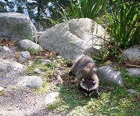 Raccoon (Procyon lotor) - © Crown Copyright 2009 GBNNSS