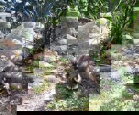 Raccoon (Procyon lotor) - © Crown Copyright 2009 GBNNSS