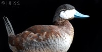 Ruddy Duck (Oxyura jamaicensis) - © Crown Copyright 2009 GBNNSS