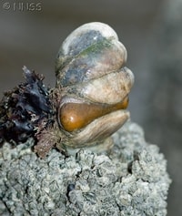 Slipper Limpet (Crepidula fornicata) - © Crown Copyright 2009 GBNNSS