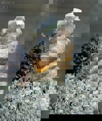 Slipper Limpet (Crepidula fornicata) - © Crown Copyright 2009 GBNNSS