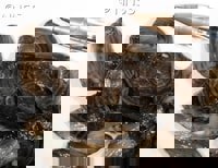 Zebra Mussel (Dreissena polymorpha) - © Crown Copyright 2009 GBNNSS