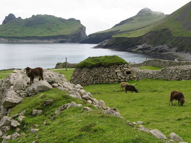 https://www.environment.gov.scot/media/1831/soay-sheep-on-hirta.jpg