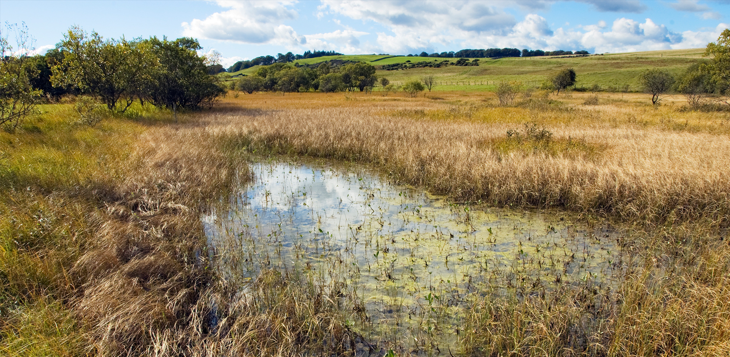 wetlands