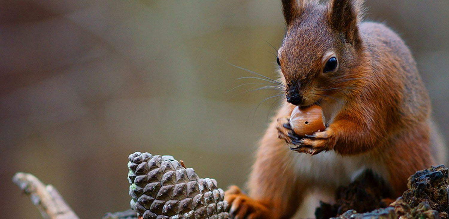 Saving red squirrels