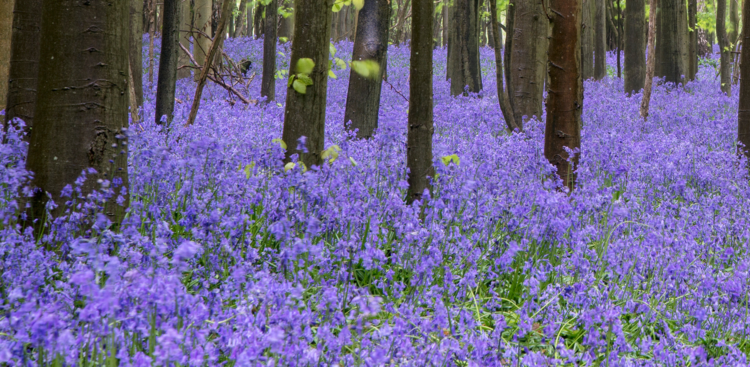 National Plant Monitoring Scheme