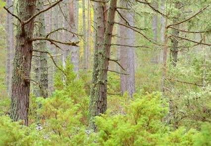 Scots pine and juniper scrub, Aberneathy National Nature Reserve, Cairngorms National Park (c)Lorne, Gill/SNH