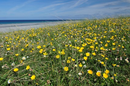 Machair flowers, South Uist ©Lorne Gill/SNH