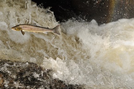 Salmon leaping upstream