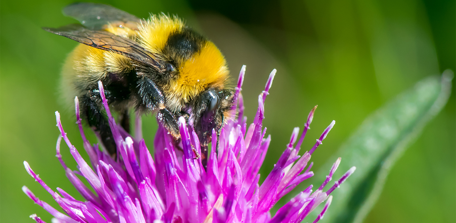 Bee Walk Survey Scheme