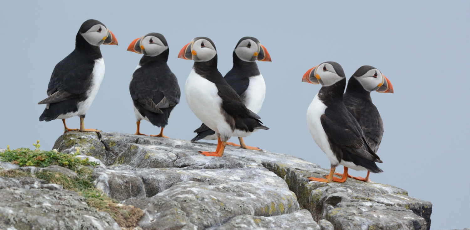 Puffins