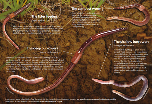 Wriggle - Fun Activity About Earthworms