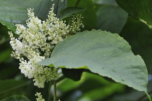 Japanese Knotweed