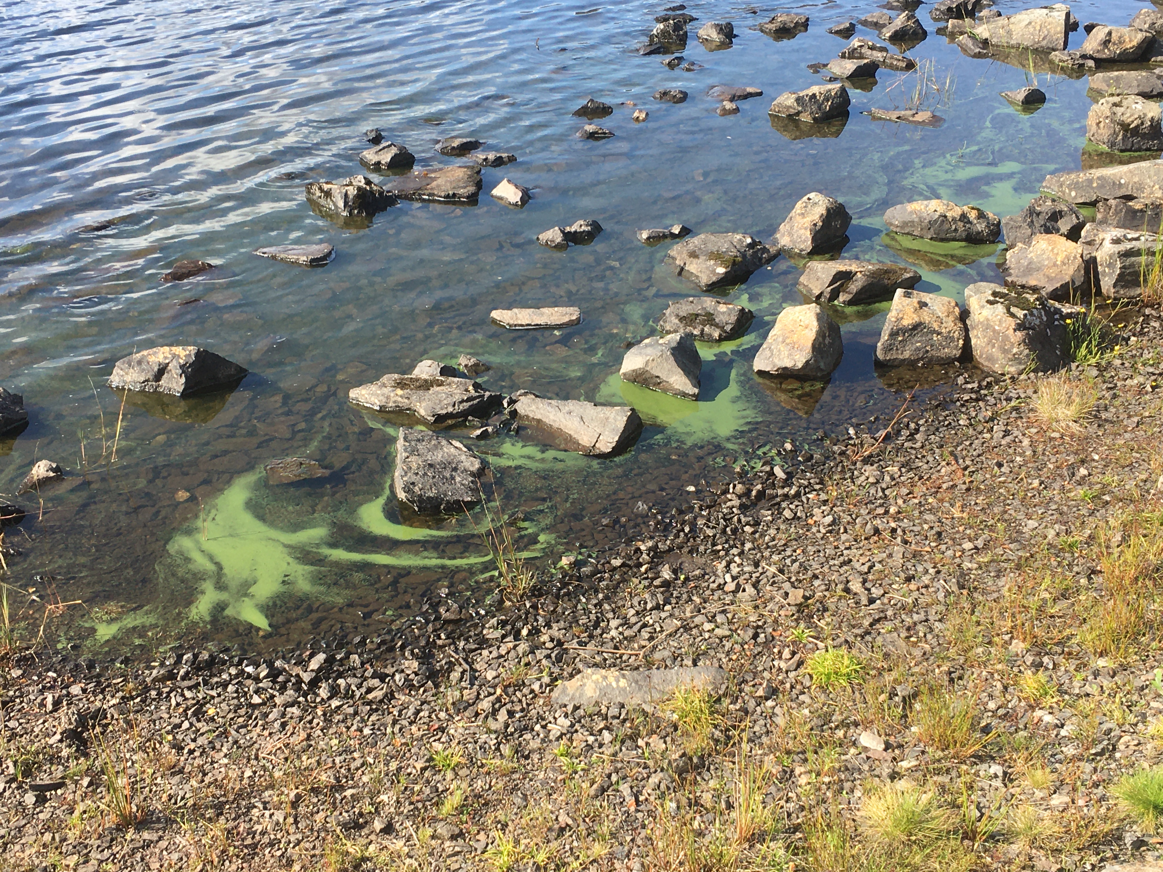 A bloomin’ year for algae and cyanobacteria