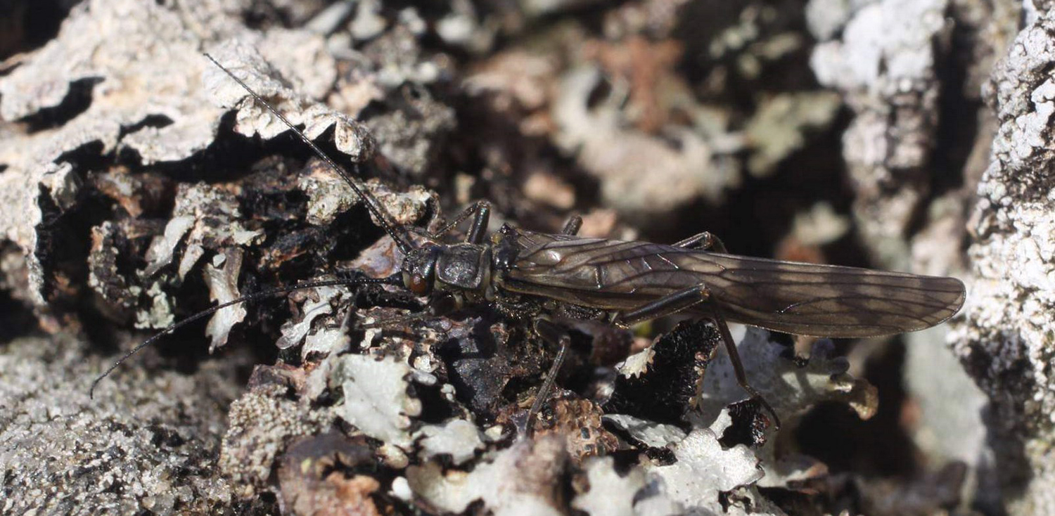 Brachyptera Putata Female