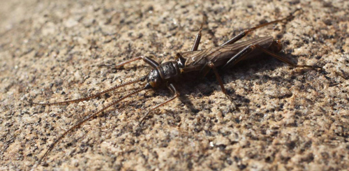 Brachyptera putata male  © David Pryce